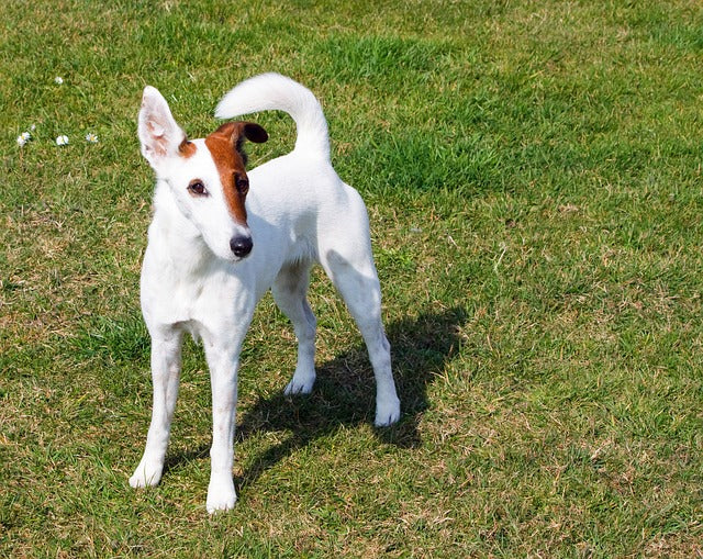 Foxterrier cu Par Lins